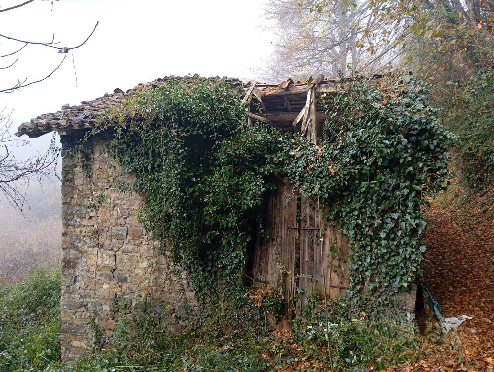 Immagine di copertina dell'immobile Rustico con Bosco